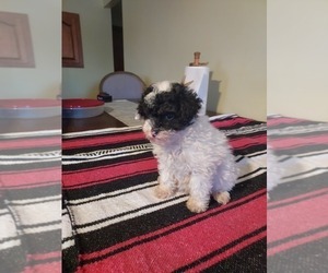 Poodle (Toy) Puppy for sale in FILLMORE, NY, USA