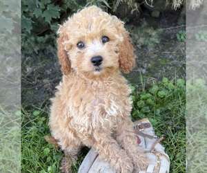 Cockapoo (Miniature) Puppy for sale in MIDDLEBURY, IN, USA