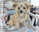 Small Photo #5 Morkie Puppy For Sale in WILLIAMSBURG, IN, USA