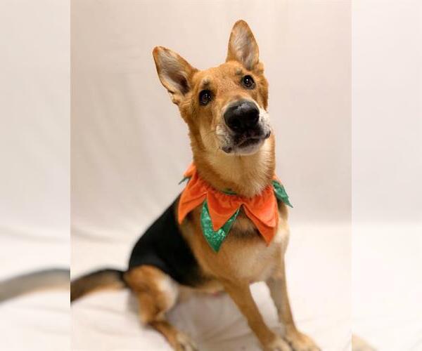 Medium Photo #1 German Shepherd Dog Puppy For Sale in Chula Vista, CA, USA