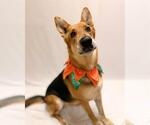 LUCA - Male German Shepherd Dog Dog for Adoption - Small photo
