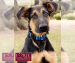 Small #4 German Shepherd Dog Mix
