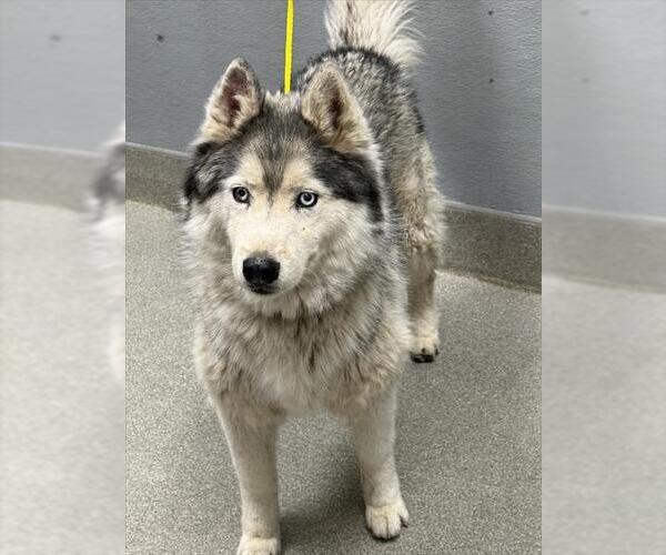 Medium Photo #1 Siberian Husky-Unknown Mix Puppy For Sale in Las Vegas, NV, USA