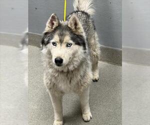 Siberian Husky-Unknown Mix Dogs for adoption in Las Vegas, NV, USA
