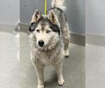 Small Siberian Husky Mix
