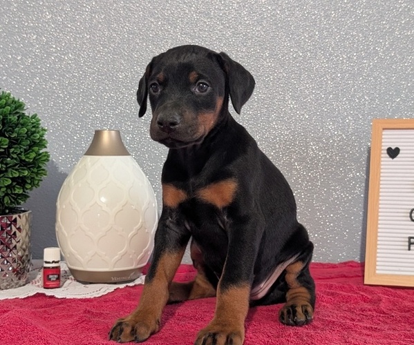 Medium Photo #10 Doberman Pinscher Puppy For Sale in GOSHEN, IN, USA