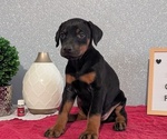 Small #9 Doberman Pinscher