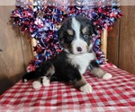 Small Photo #16 Bernese Mountain Dog Puppy For Sale in BLACK FOREST, CO, USA
