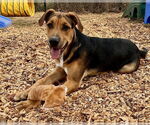 Small #1 German Shepherd Dog Mix