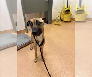German Shepherd Dog-Mastiff Mix Dogs for adoption in Martinez, CA, USA
