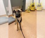 Small German Shepherd Dog-Mastiff Mix