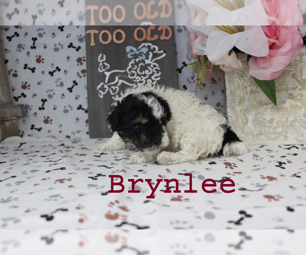 Medium Photo #12 Poodle (Toy) Puppy For Sale in CHANUTE, KS, USA