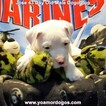 Small Photo #264 Dogo Argentino Puppy For Sale in JANE, MO, USA