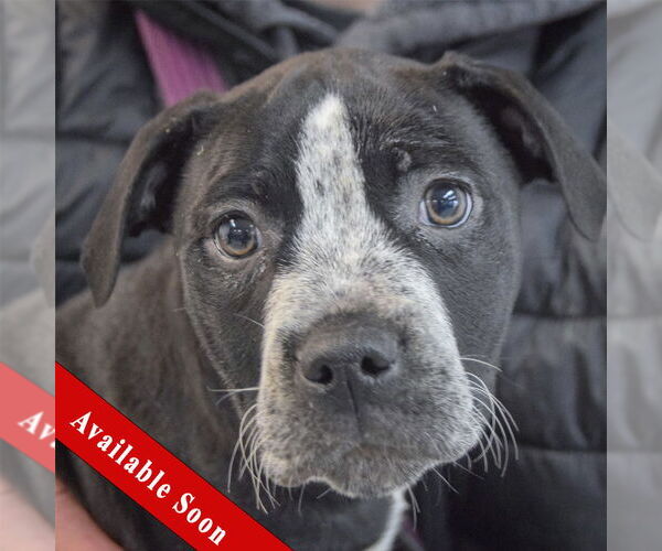 Medium Photo #1 American Staffordshire Terrier-Boxer Mix Puppy For Sale in Huntley, IL, USA