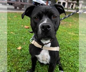American Pit Bull Terrier Dogs for adoption in Alameda, CA, USA
