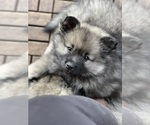 Puppy 5 Keeshond