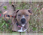 Small #2 Boxer Mix