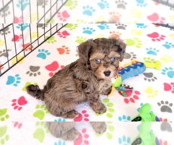 Medium Photo #6 Poovanese Puppy For Sale in ORO VALLEY, AZ, USA