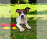 Small #15 Basenji-Rat Terrier Mix