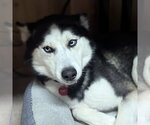 Small #6 Siberian Husky