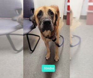 Mastiff-Unknown Mix Dogs for adoption in Richmond, IN, USA