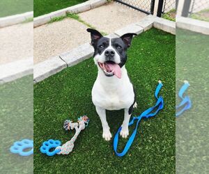 Blaze - Male American Staffordshire Terrier-Unknown Mix Dog for Adoption - Photo #2