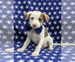 Fox Terrier (Smooth)-Poodle (Miniature) Mix Puppy for sale in LINCOLN UNIV, PA, USA