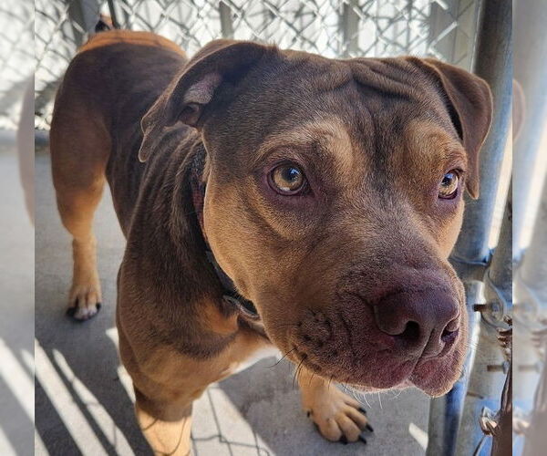 Medium Photo #8 Mutt Puppy For Sale in North Myrtle Beach, SC, USA