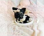Small #17 Morkie