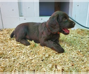 Boykin Spaniel Puppy for sale in WHEATLAND, WY, USA