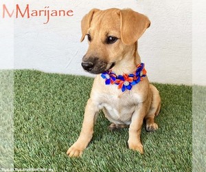 Chiweenie Dogs for adoption in San Diego, CA, USA