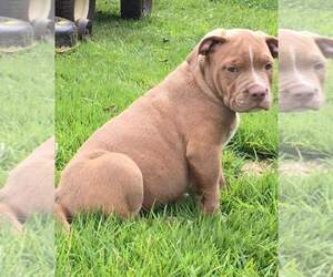 American Bully Puppy for sale in TOCCOA, GA, USA