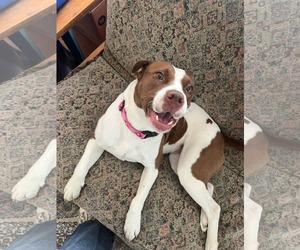 American Pit Bull Terrier-Unknown Mix Dogs for adoption in Spring Lake, NC, USA