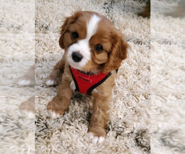Medium Photo #1 Cavalier King Charles Spaniel Puppy For Sale in TYRONE, GA, USA