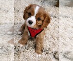 Small Photo #1 Cavalier King Charles Spaniel Puppy For Sale in TYRONE, GA, USA