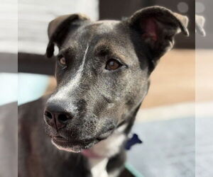 Huskies -Unknown Mix Dogs for adoption in Fargo, ND, USA
