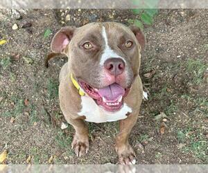 American Pit Bull Terrier Dogs for adoption in Waco, TX, USA