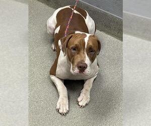 American Pit Bull Terrier-Unknown Mix Dogs for adoption in Las Vegas, NV, USA