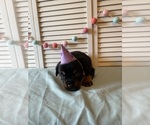 Small Photo #23 Rottweiler Puppy For Sale in NAPA, CA, USA