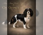 Small Photo #1 Cavapoo (Miniature) Puppy For Sale in PLANO, TX, USA