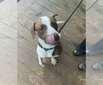 Small #1 American Staffordshire Terrier-Labrador Retriever Mix