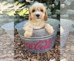 Small #4 Cockapoo (Miniature)