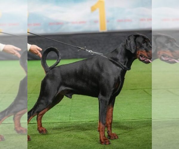 Medium Photo #16 Doberman Pinscher Puppy For Sale in FORT LAUDERDALE, FL, USA