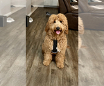 Small Photo #1 Goldendoodle (Miniature) Puppy For Sale in BRAWLEY, CA, USA