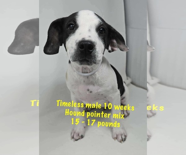 Medium Photo #10 Pointer-Unknown Mix Puppy For Sale in pomfret, CT, USA