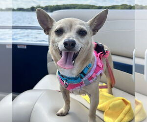 Chihuahua-Unknown Mix Dogs for adoption in Fargo, ND, USA