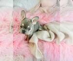 Small #13 French Bulldog