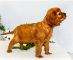 Small #5 Cavalier King Charles Spaniel