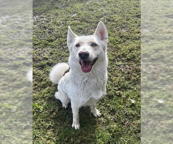 Medium Photo #2 Gerberian Shepsky Puppy For Sale in Riverside, CA, USA