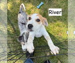 Small #2 Catahoula Leopard Dog